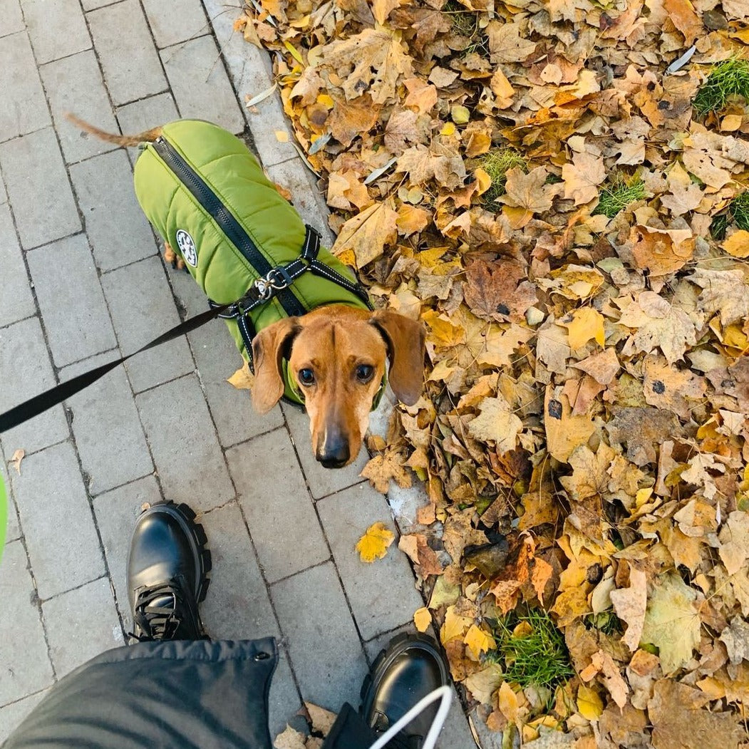 ThunderStride™ — Wrap Your Dog in Instant Warmth and Effortless Control Every Walk