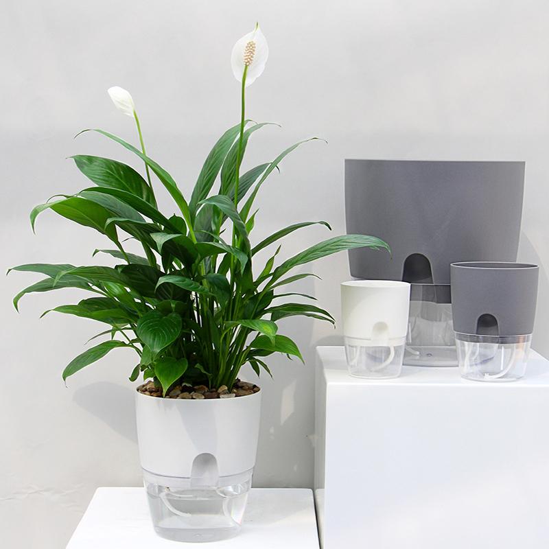 Transparent Reservoir Self-Watering Planter with Cotton Wick