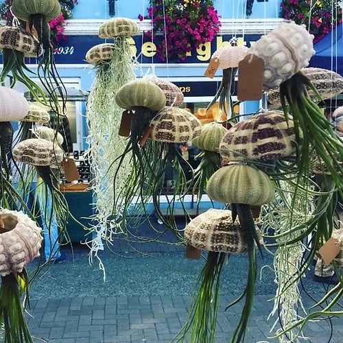 AuraShell™ — Bring Effortless Coastal Calm and Living Ocean Beauty to Your Space