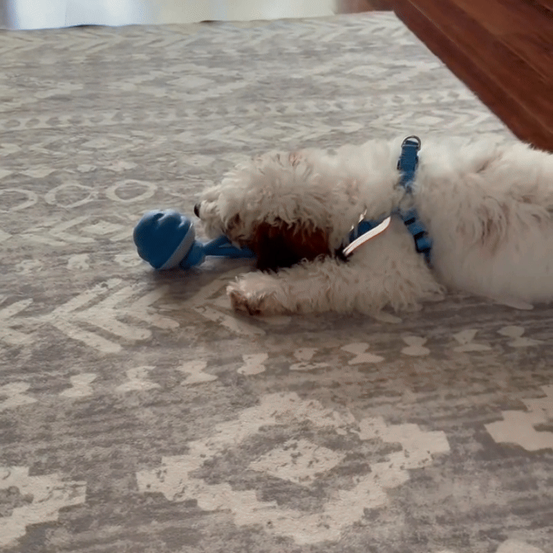 VidaPup™ — Ignite Endless Fun and Keep Your Dog’s Smile Bright