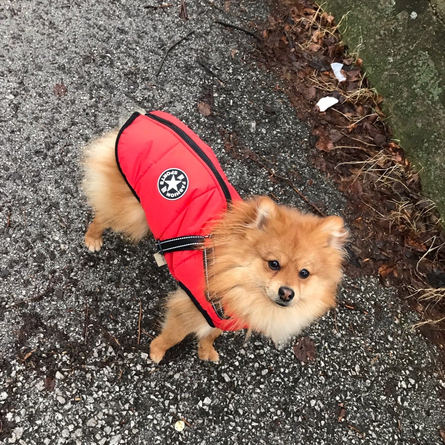 ThunderStride™ — Wrap Your Dog in Instant Warmth and Effortless Control Every Walk