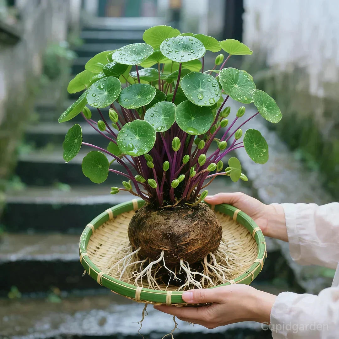 Potted Stephania Erecta Plant with Caudex Base