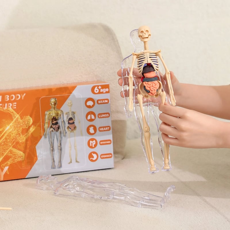 VitaMorph™ — Experience Anatomy Like Never Before with Hands-On, Life-Size Discovery