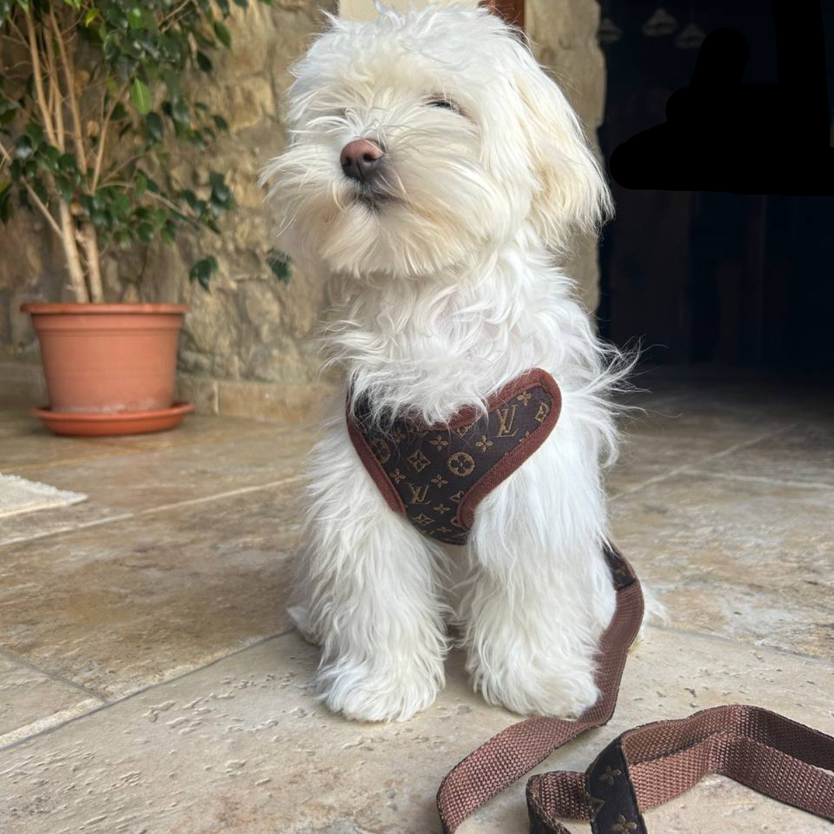 Soft Padded Dog Harness with Leash Set