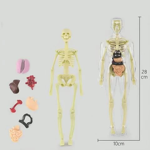 VitaMorph™ — Experience Anatomy Like Never Before with Hands-On, Life-Size Discovery