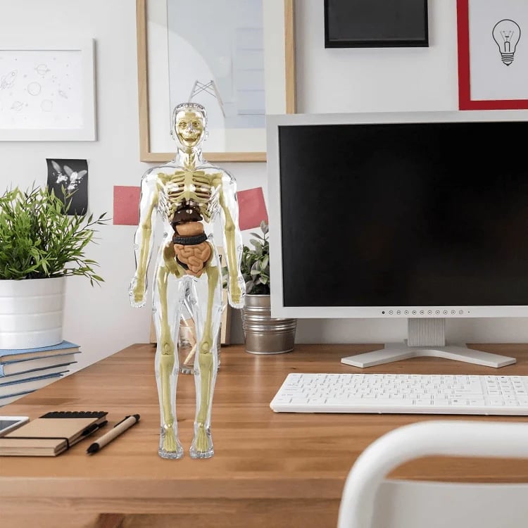 VitaMorph™ — Experience Anatomy Like Never Before with Hands-On, Life-Size Discovery