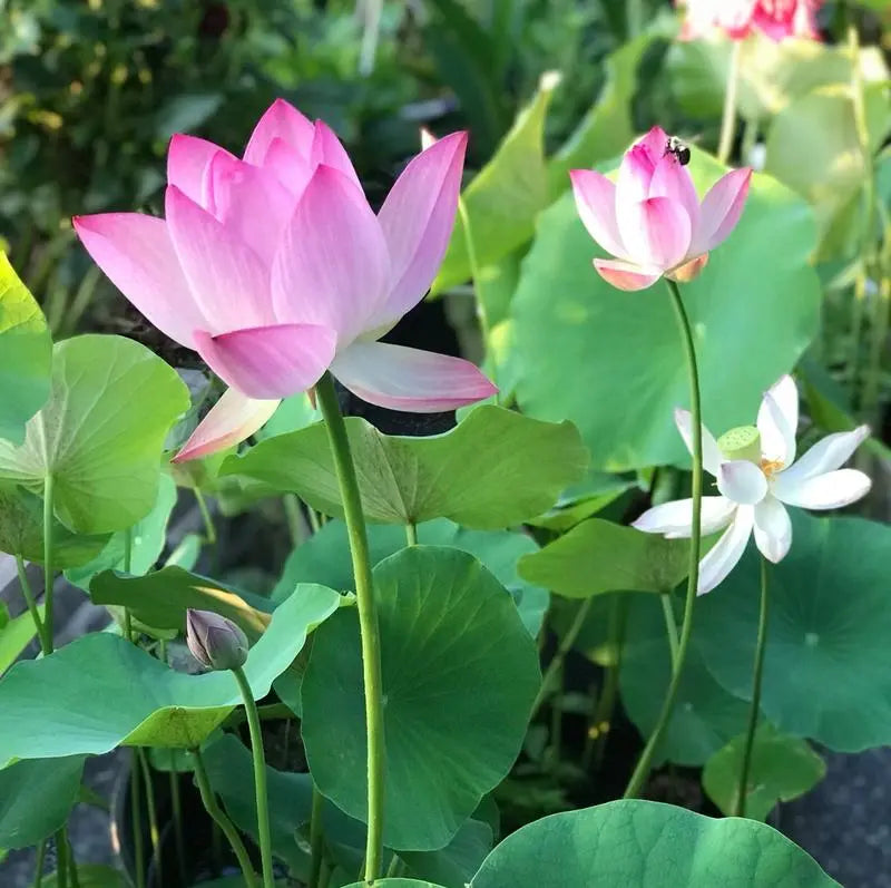 MysticLuxe™ — Transform Your Pond into a Blooming Oasis of Serenity and Color