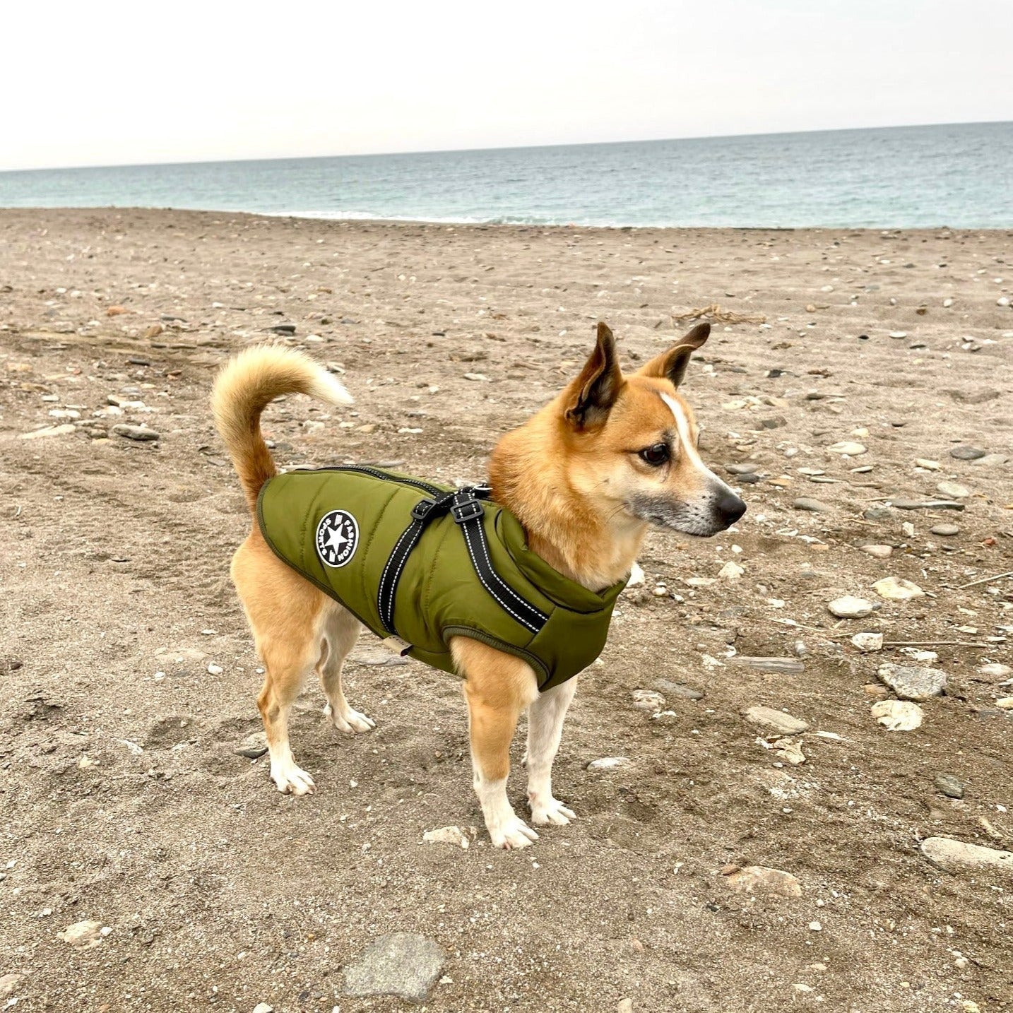 ThunderStride™ — Wrap Your Dog in Instant Warmth and Effortless Control Every Walk