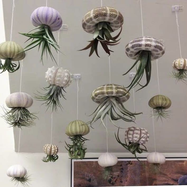 AuraShell™ — Bring Effortless Coastal Calm and Living Ocean Beauty to Your Space