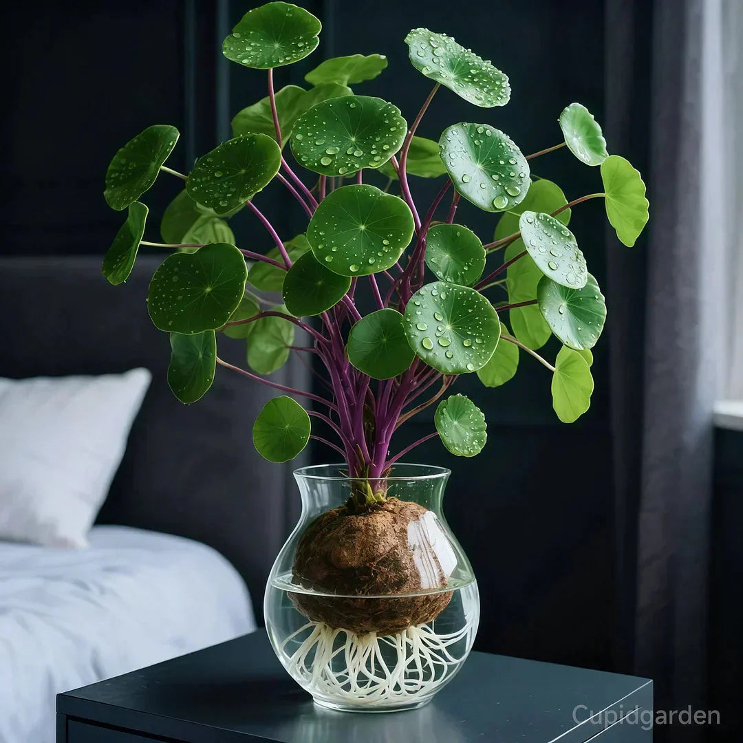 Potted Stephania Erecta Plant with Caudex Base