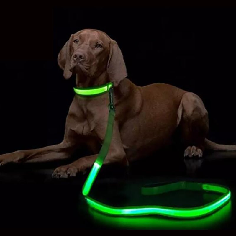 Lighted Dog Leash with USB Recharge & Safety Reflectors