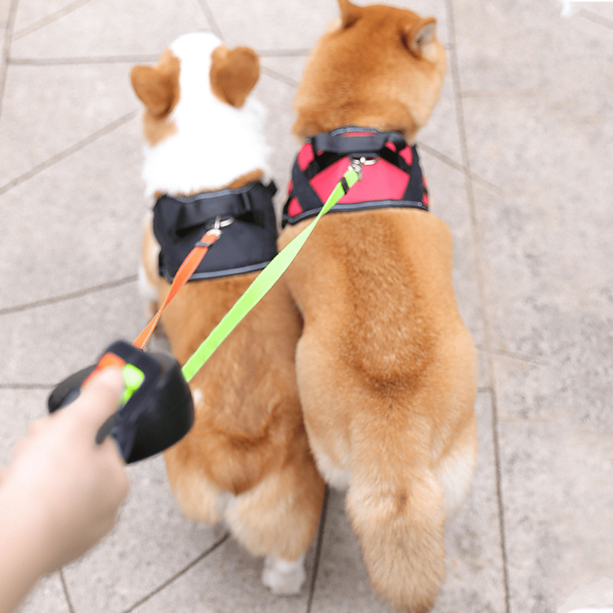Dual Dog Leash with Flashlight and Tangle-Free Design