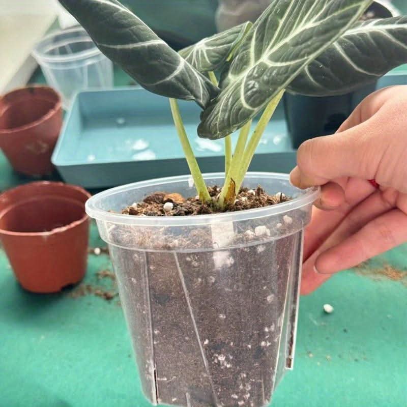 Transparent Planters for Root Observation and Healthy Plant Growth