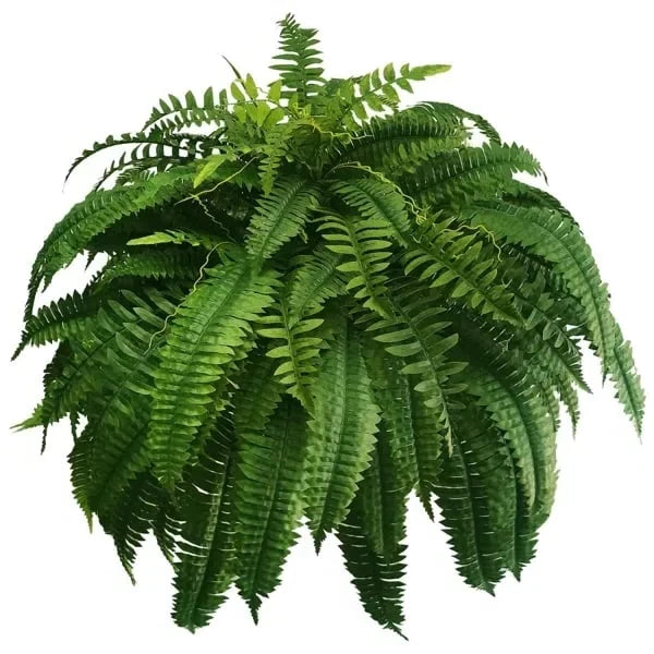 Artificial Boston Ferns Realistic UV-Resistant Set Of 18