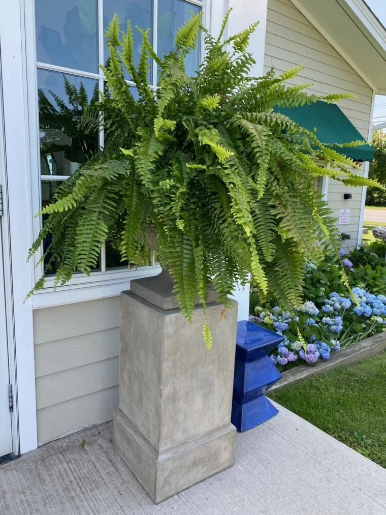 Artificial Boston Ferns Realistic UV-Resistant Set Of 18