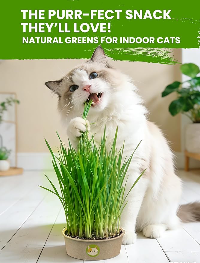 Cat Grass Seeds Non-GMO Indoor Growing High Germination