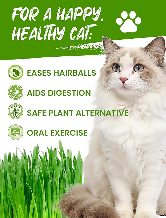 Cat Grass Seeds Non-GMO Indoor Growing High Germination