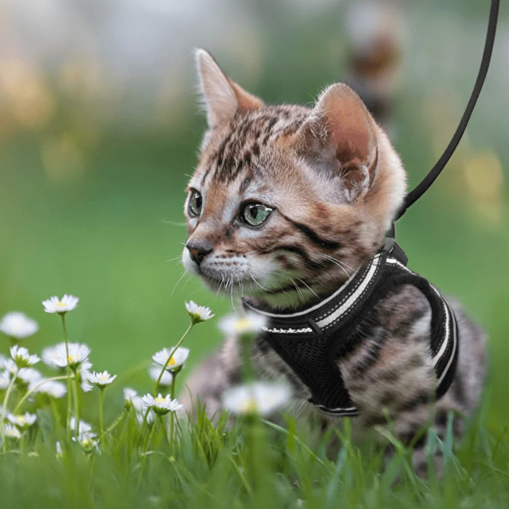 Cat Harness Adjustable Reflective With Leash Included