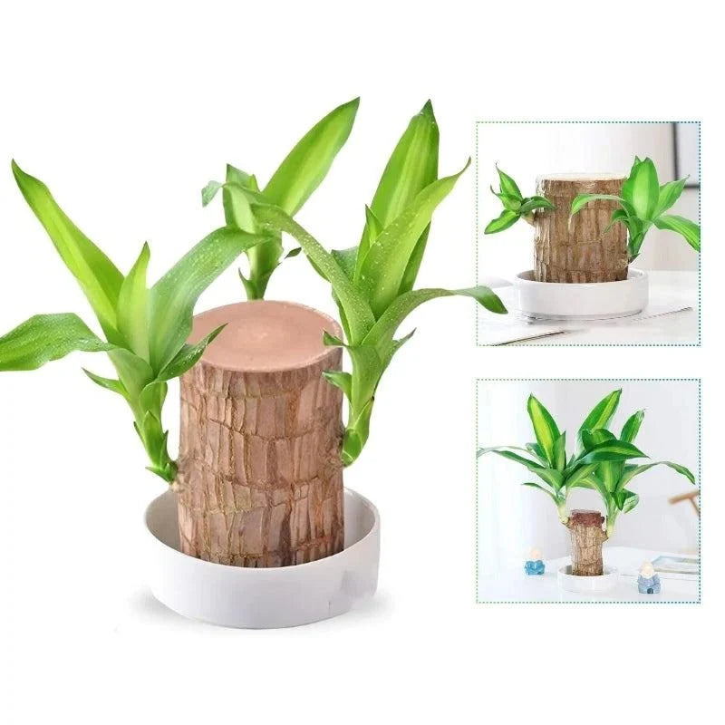 Indoor Plant Low-Maintenance Air-Purifying With Small Pot