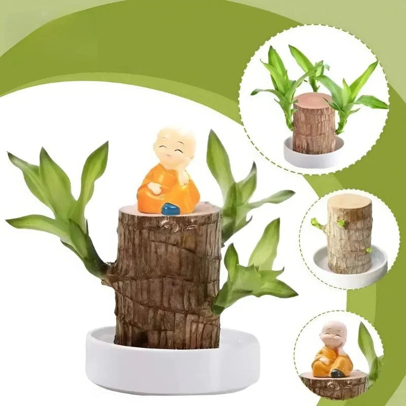 Indoor Plant Low-Maintenance Air-Purifying With Small Pot