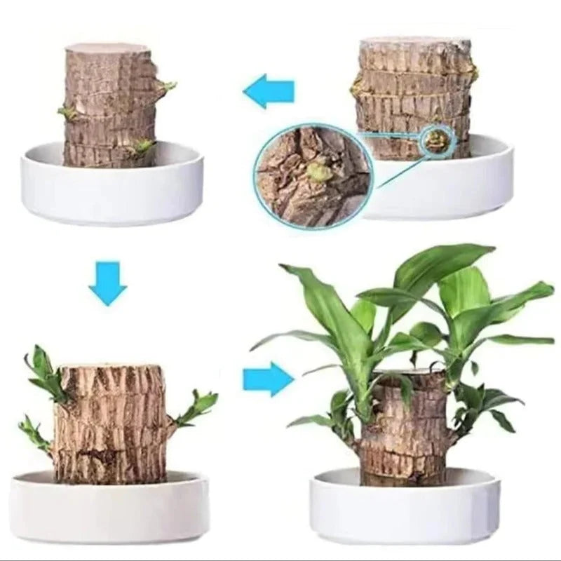 Indoor Plant Low-Maintenance Air-Purifying With Small Pot