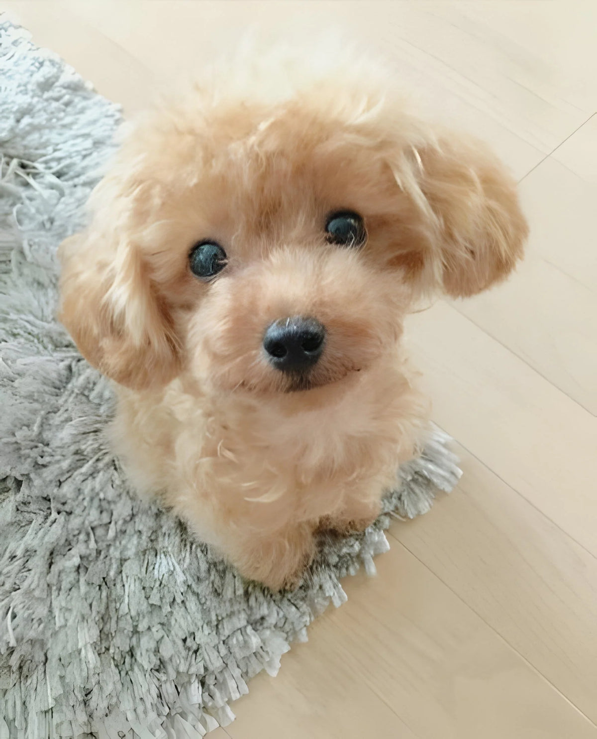 Plush Puppy Weighted & Lifelike 14 Inch
