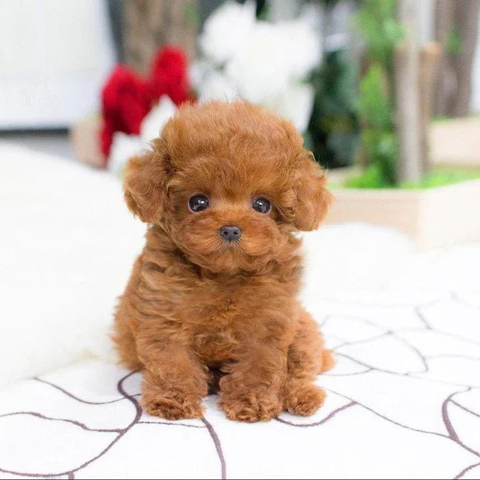 Plush Puppy Weighted & Lifelike 14 Inch
