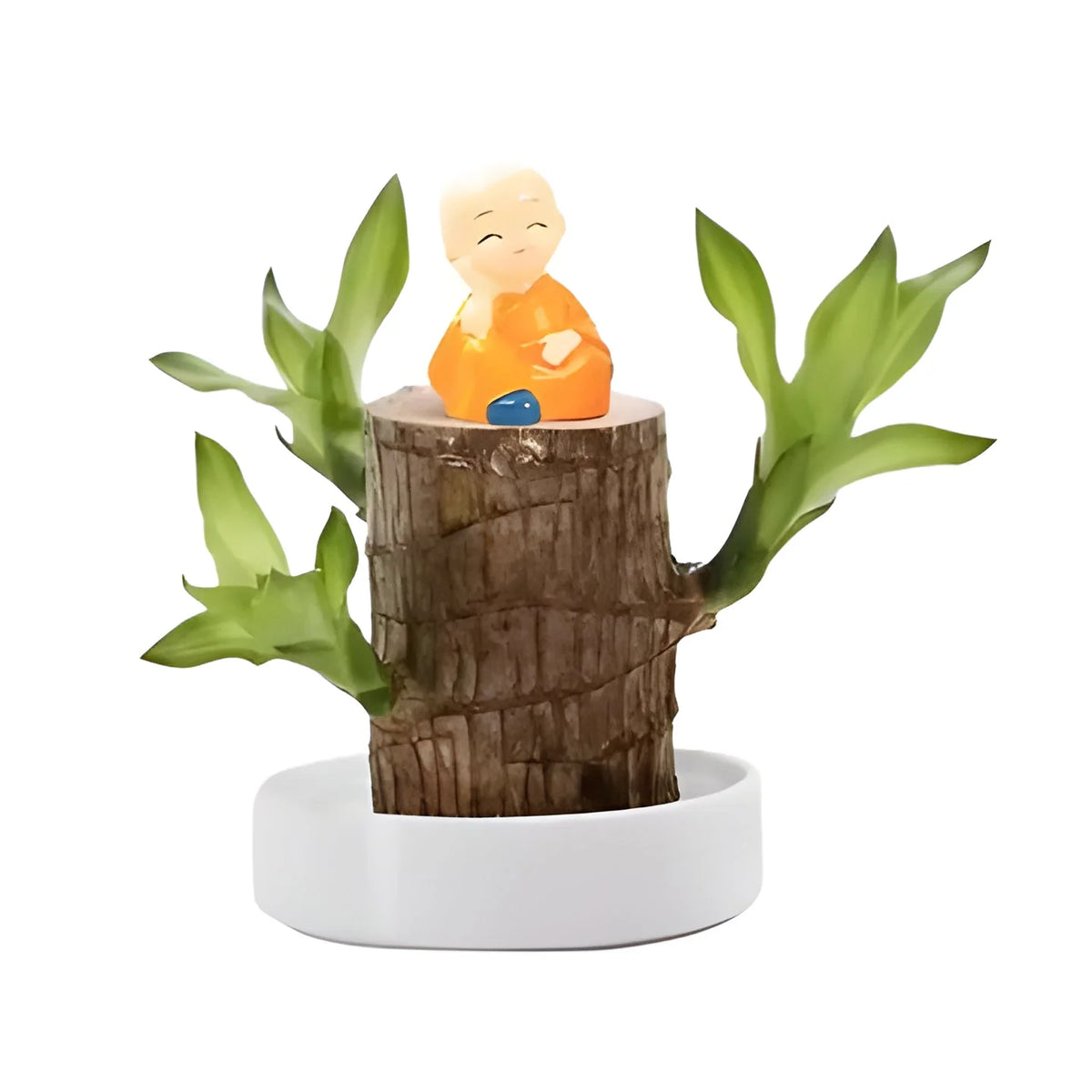 Potted Plant Low-Light Air-Purifying Compact Root System