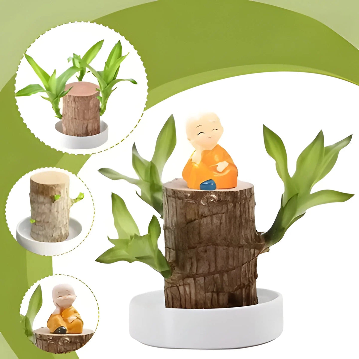 Potted Plant Low-Light Air-Purifying Compact Root System