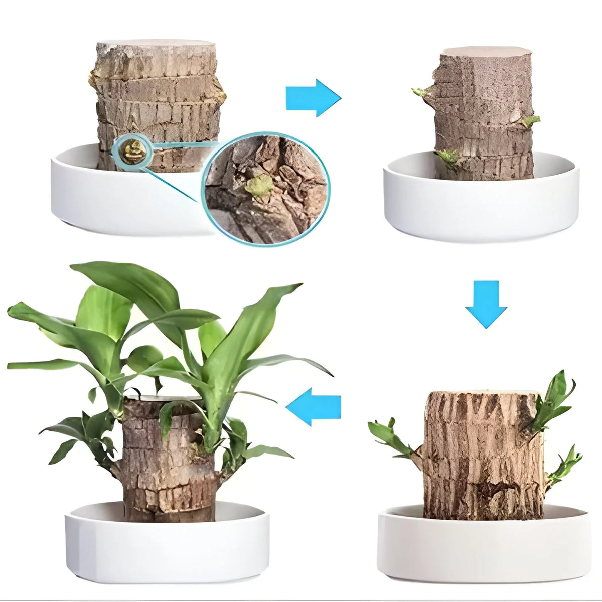 Potted Plant Low-Light Air-Purifying Compact Root System