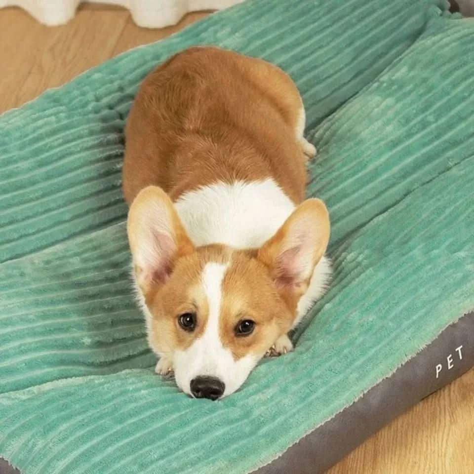 Soft Orthopedic Dog Bed with Joint Support Cushion