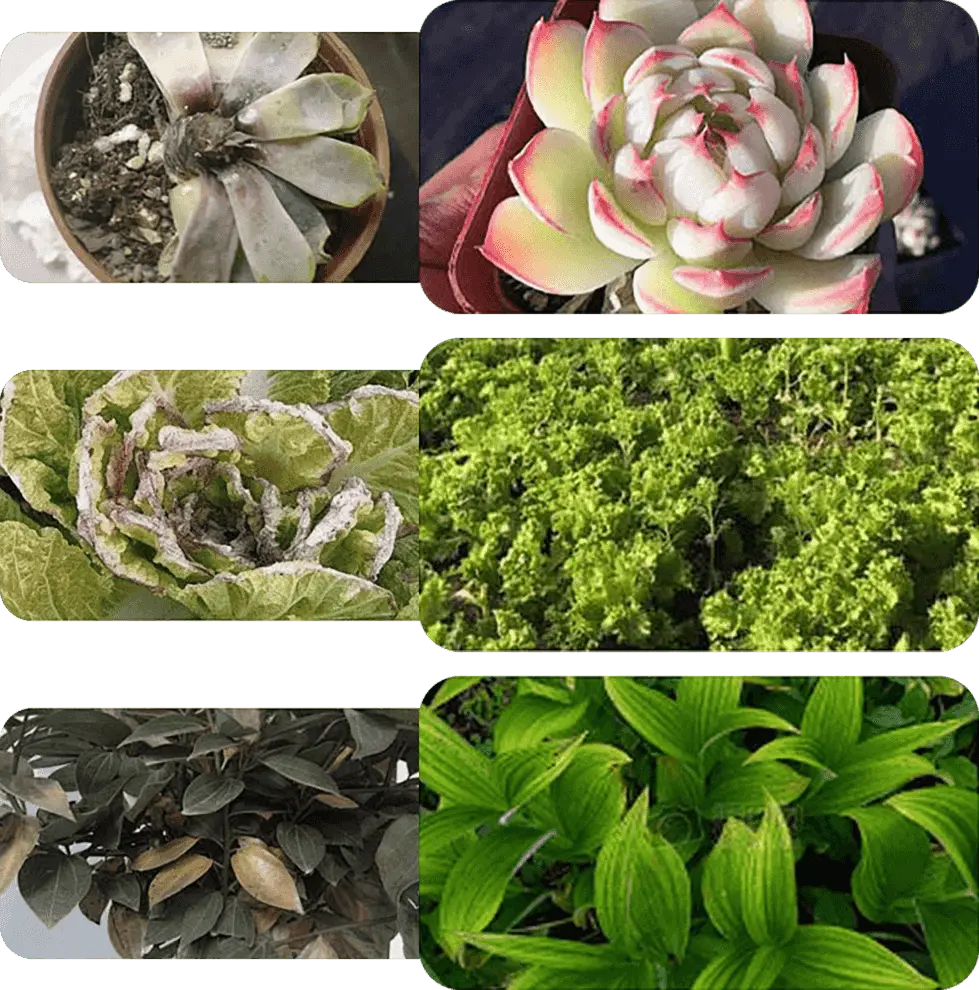 Liquid Activator for Plants and Flowers – Enhanced Root Growth and Blooms