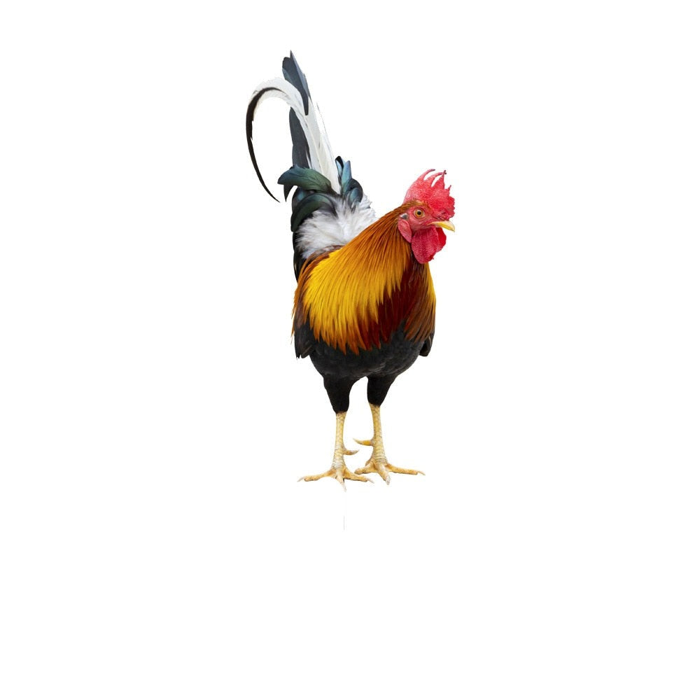 Acrylic Rooster Garden Statue – Durable Outdoor Decor