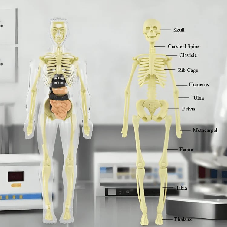 VitaMorph™ — Experience Anatomy Like Never Before with Hands-On, Life-Size Discovery