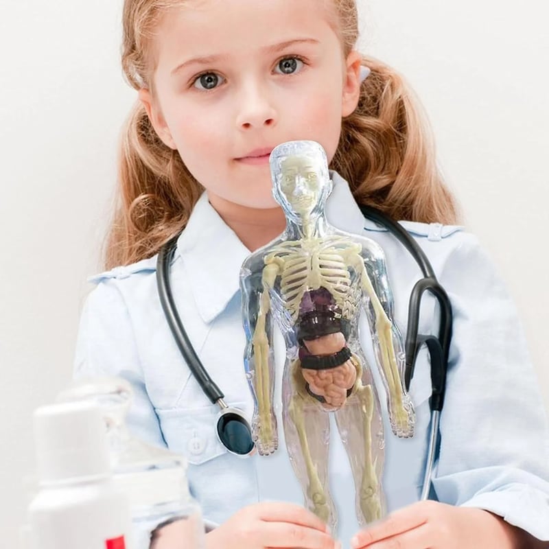 VitaMorph™ — Experience Anatomy Like Never Before with Hands-On, Life-Size Discovery