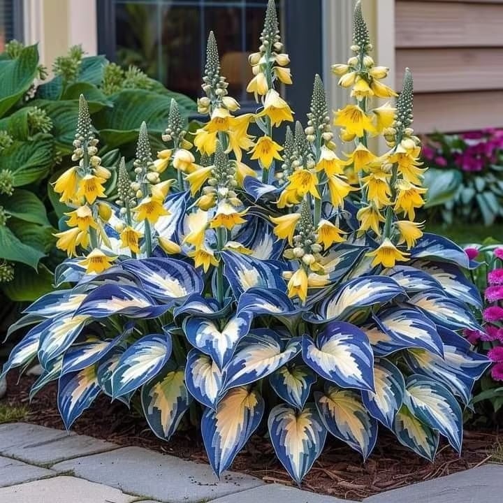 ShadeBloom™ — Transform Shadowy Spots into Lush, Colorful Garden Sanctuaries