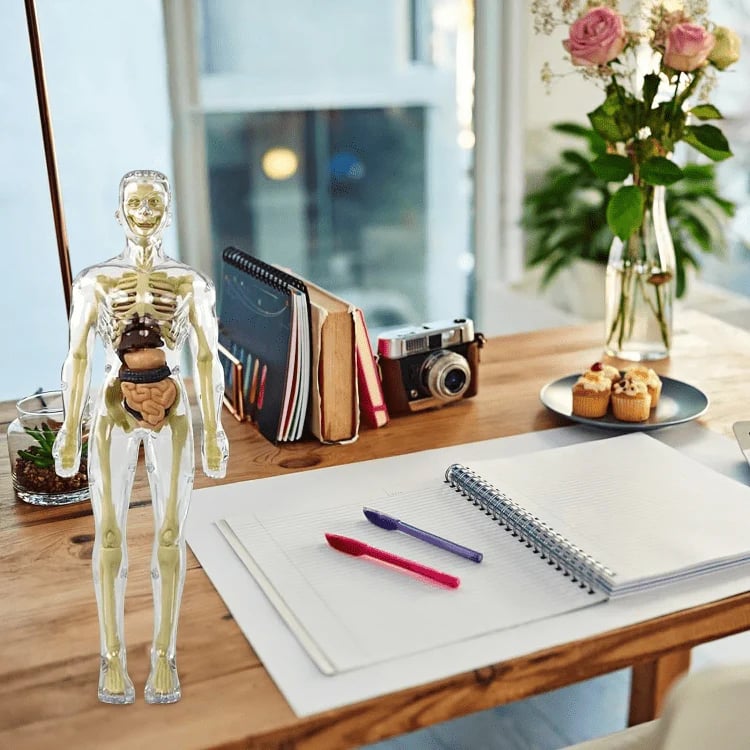 VitaMorph™ — Experience Anatomy Like Never Before with Hands-On, Life-Size Discovery