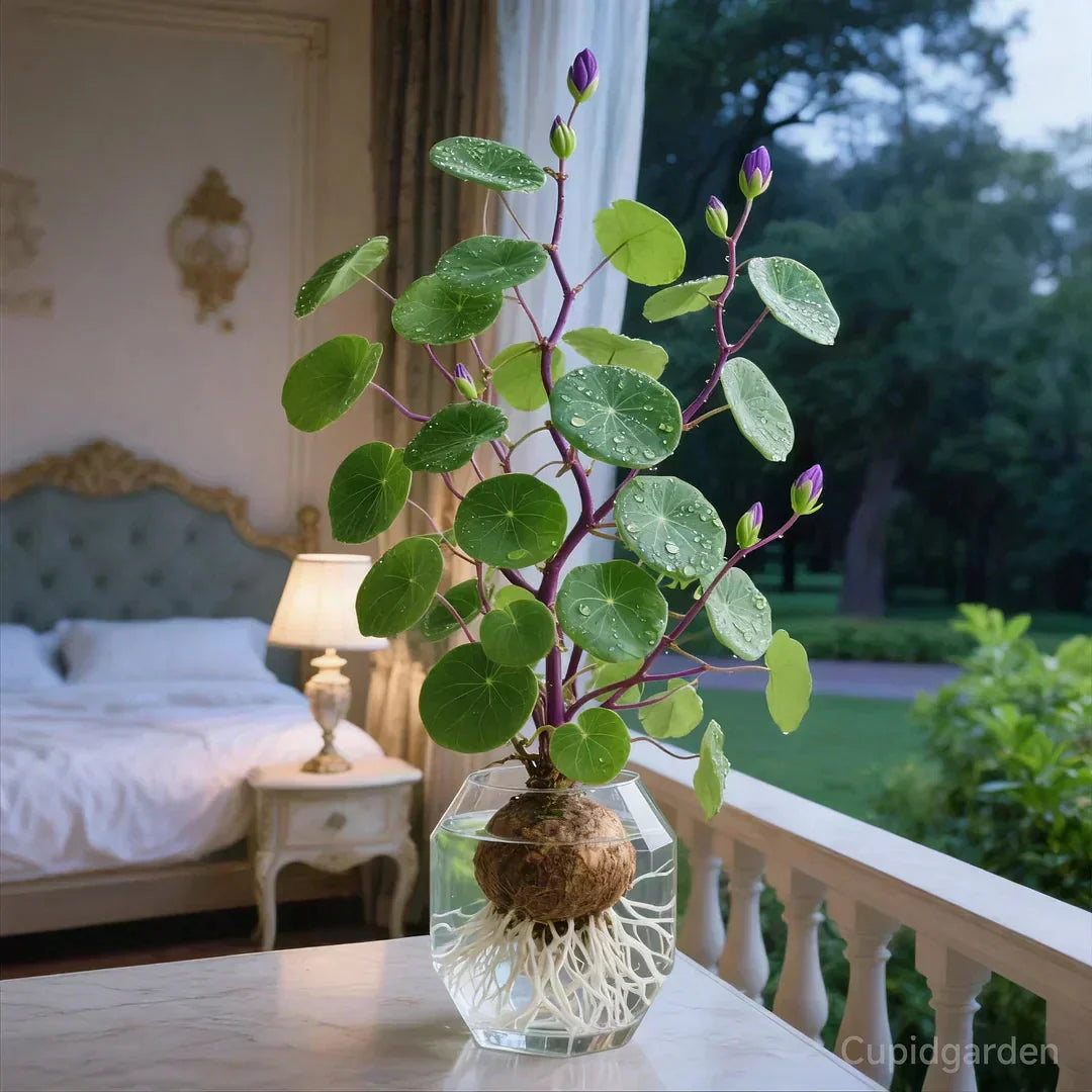 Potted Stephania Erecta Plant with Caudex Base