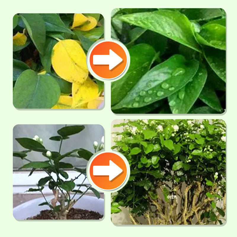 Plant Feeding | Even Nutrient Distribution | Easy to Insert | RootVita