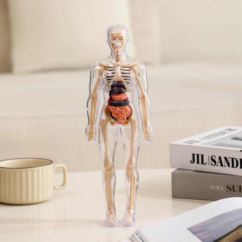 VitaMorph™ — Experience Anatomy Like Never Before with Hands-On, Life-Size Discovery