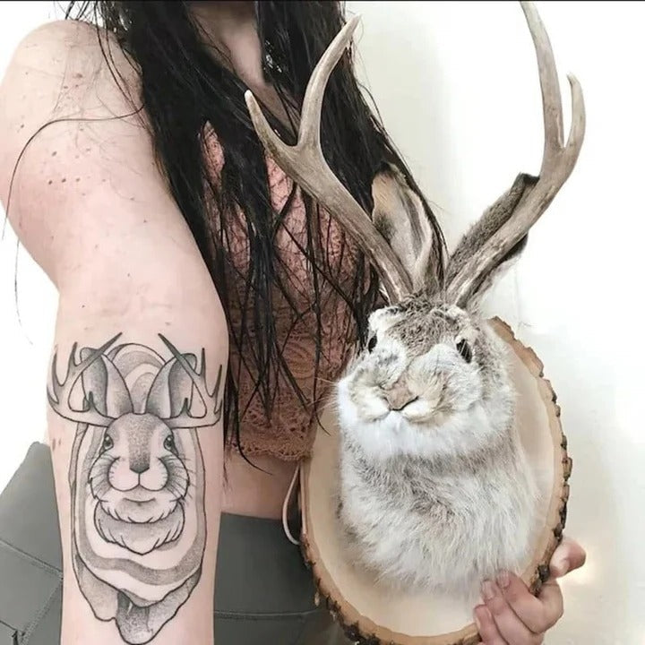 Jackalope Wall Art Sculpture for Interior Decoration