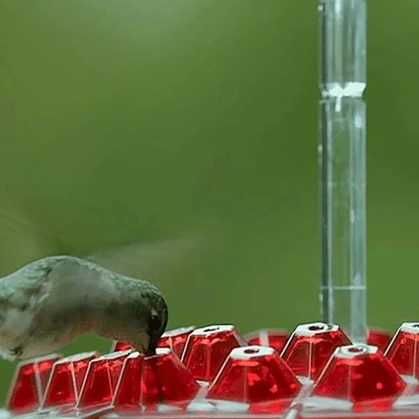 Ant Moat Design Hummingbird Feeder for Hanging Use