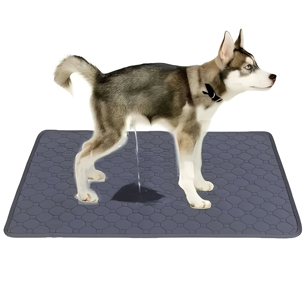 Indoor Dog Training Pee Pads - Reusable and Disposable Options