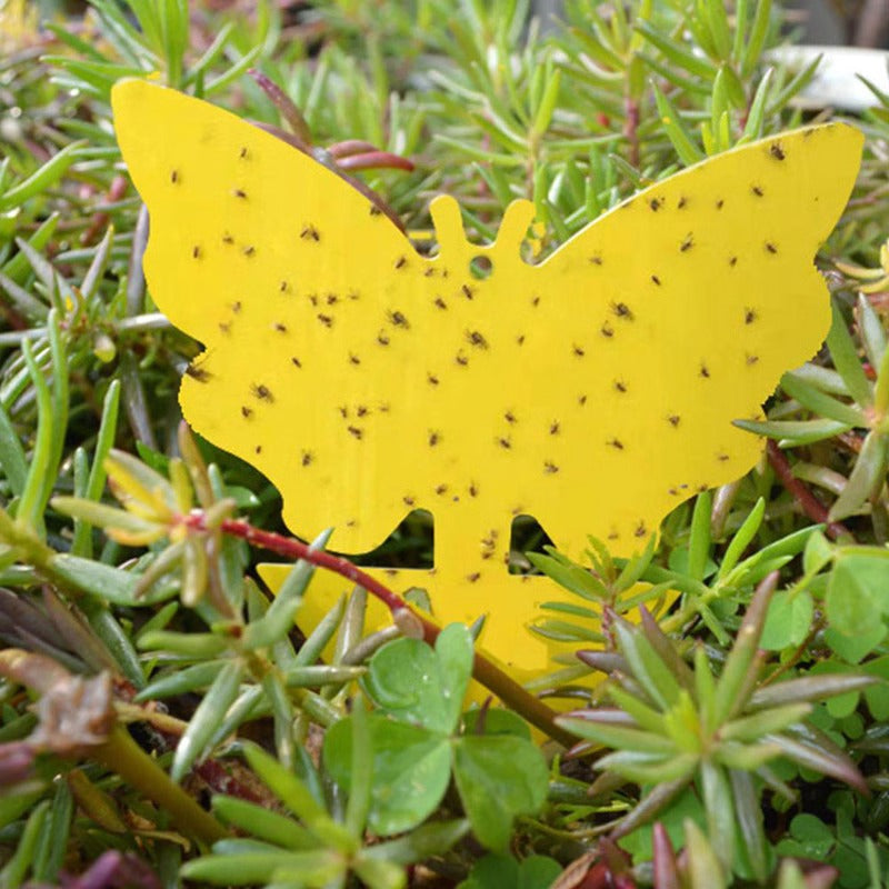 Flying Insect and Fungus Gnat Sticky Adhesive Trap