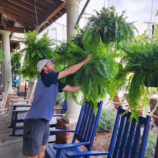 Outdoor Display Artificial Boston Fern Plant
