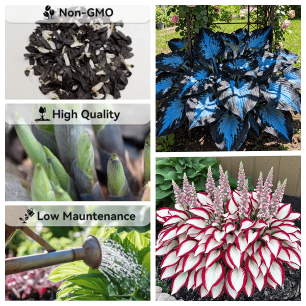 ShadeBloom™ — Transform Shadowy Spots into Lush, Colorful Garden Sanctuaries