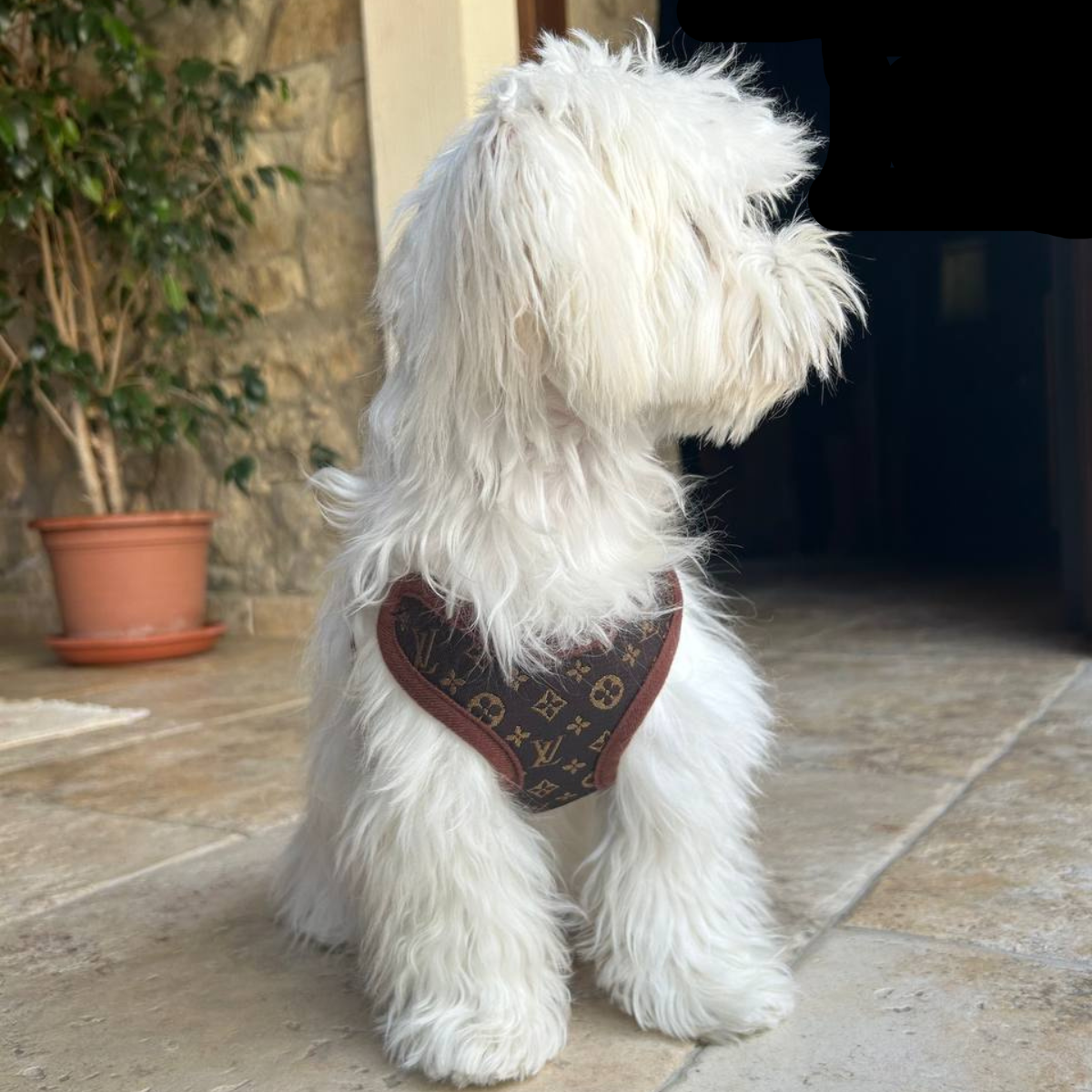 Soft Padded Dog Harness with Leash Set