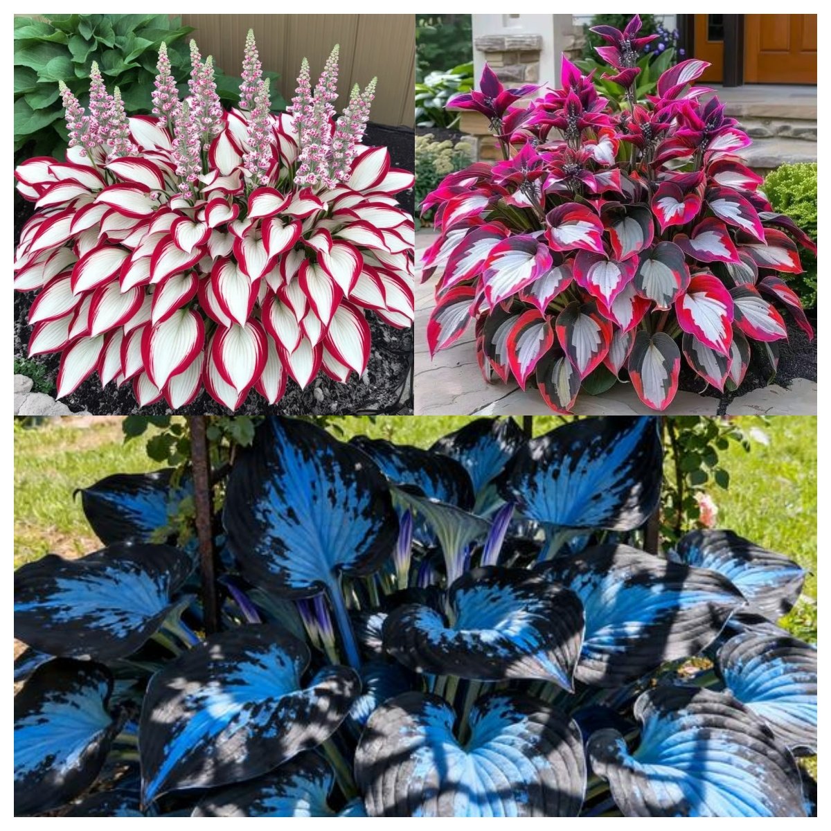 ShadeBloom™ — Transform Shadowy Spots into Lush, Colorful Garden Sanctuaries