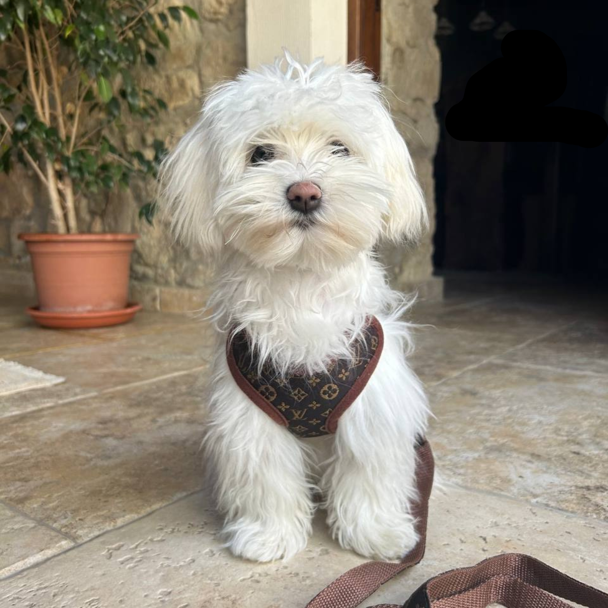 Soft Padded Dog Harness with Leash Set