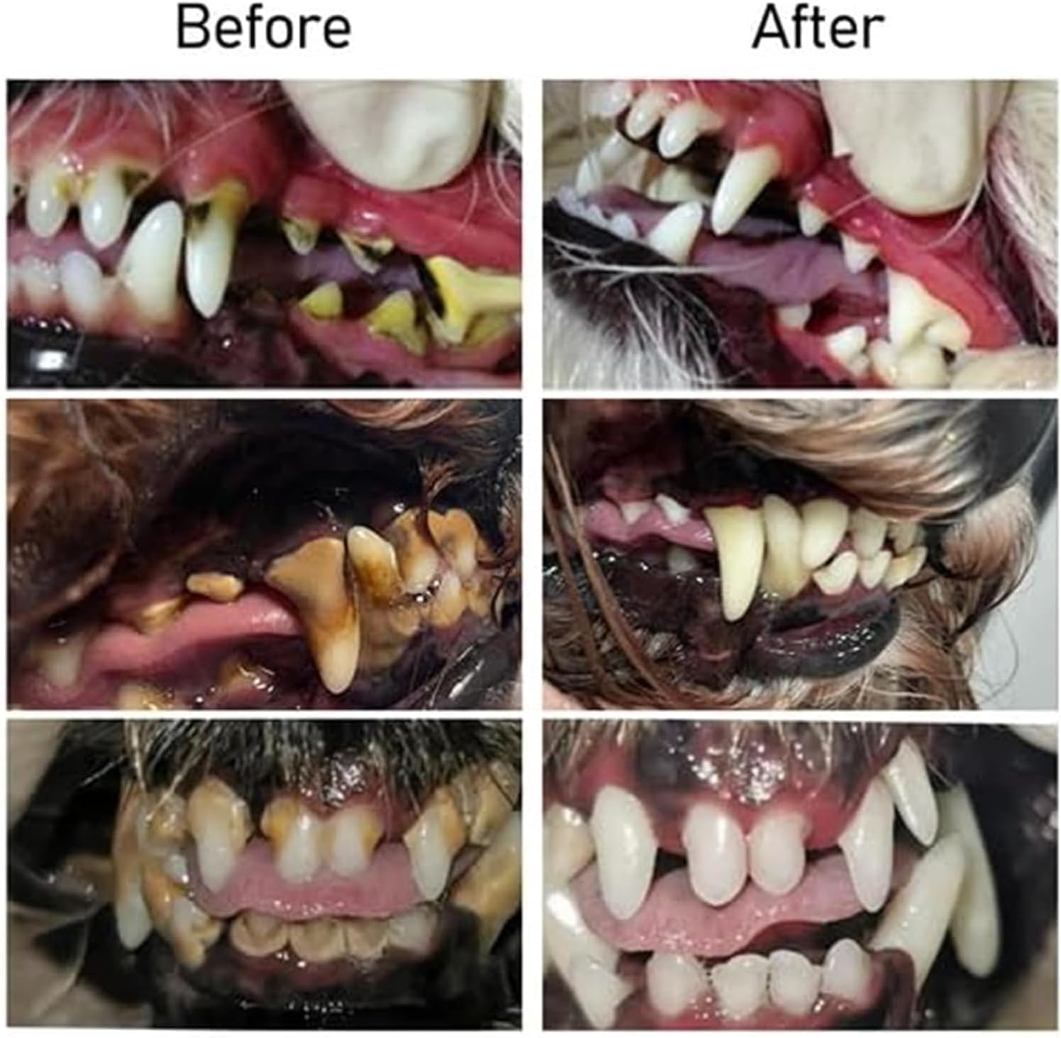 VitaSmile™ — Transform Your Pet’s Breath and Smile Into Instant Cuddle Magic